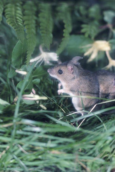 Comparison of a Shrew & a Mouse | Animals - mom.me