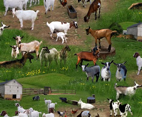 Farm Animals Wallpaper (58+ images)