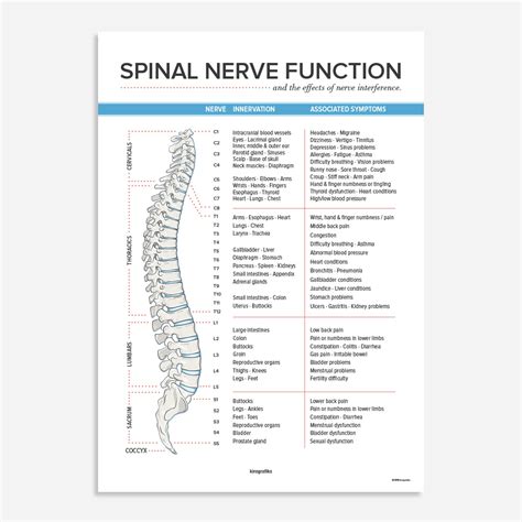 SPINAL NERVE FUNCTION CHART Poster by Kirografiks