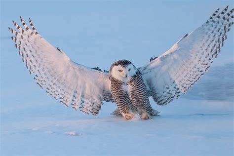 Animal Facts: Snowy owl | Canadian Geographic