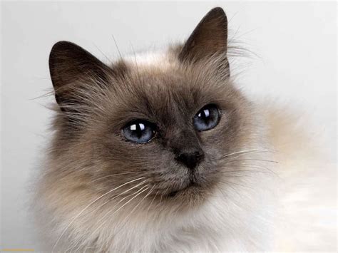 Free HD Wallpaper Siamese Cat - WallpaperSafari