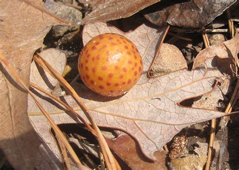 Oak gall (Besbicus mirabilis) – Mirror of Nature