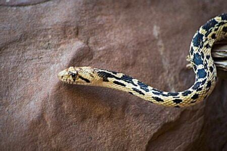 Gopher Snake Pet Care Information and Advice for Beginners!