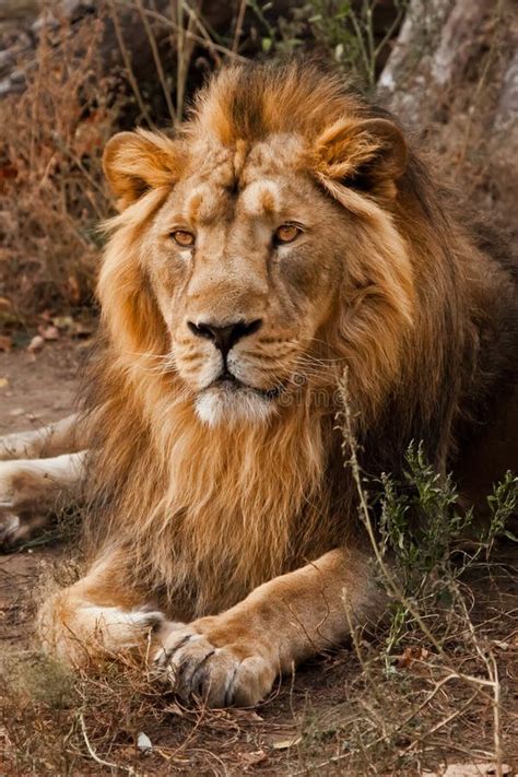 Powerful Male Lion with a Beautiful Mane Impressively Lies Against the ...