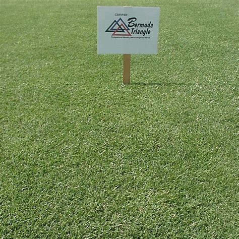 Pennington Triangle Bermuda Grass Seed For Sale. | Seed World