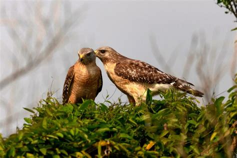 13 Types of Hawks in Florida with Pictures & Sounds | BirdJoy