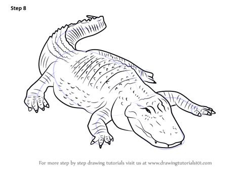 How to Draw an American alligator - DrawingTutorials101.com