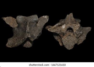 Beautiful Fossil Snake Vertebrae Stock Photo 1667121610 | Shutterstock