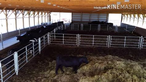 Overview of our cattle barn and feed lot used for black angus - YouTube