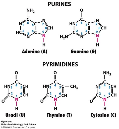 Chemical Structure of Nucleic Acid