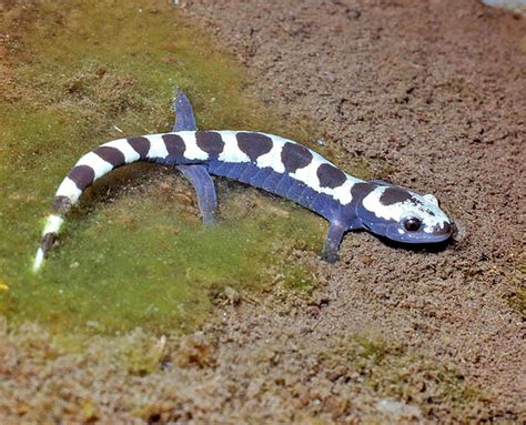 Ambystoma opacum - Monaco Nature Encyclopedia