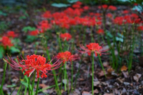 Photo #50882 | Lycoris radiata | plant lust