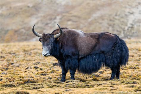 Chungba Sherpa captures photos of rare wild yaks in Lapcha-La, Humla - Nepal Minute :: Nepal ...