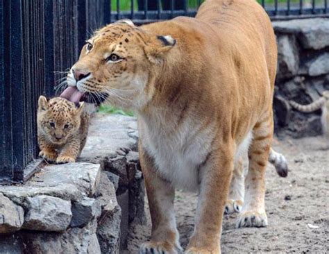 Liger Cubs Make Their Debut Photos - ABC News