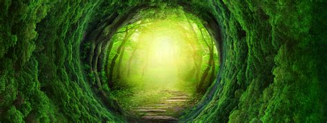 Fantasy Forest Banner Background, Dream, Forest, Radiance Background Image for Free Download