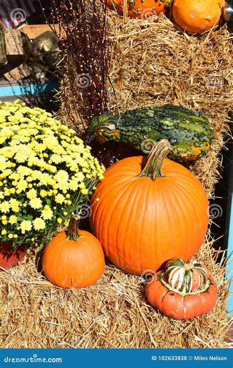 Fall Seasonal Decorations with Pumpkins and Gourds. Stock Photo - Image of holiday, seasonal ...