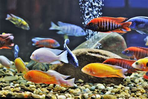 15 Best Peacock Cichlid Tank Mates - FishLab