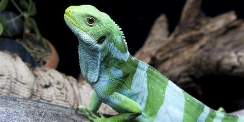 Fiji banded iguana | Smithsonian's National Zoo and Conservation Biology Institute