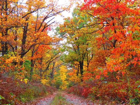 Fall Foliage in Central Pennsylvania | Smithsonian Photo Contest ...