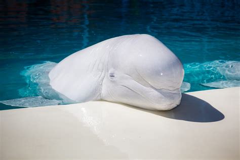 Permit granted to Mystic Aquarium for beluga research - OPS Productions