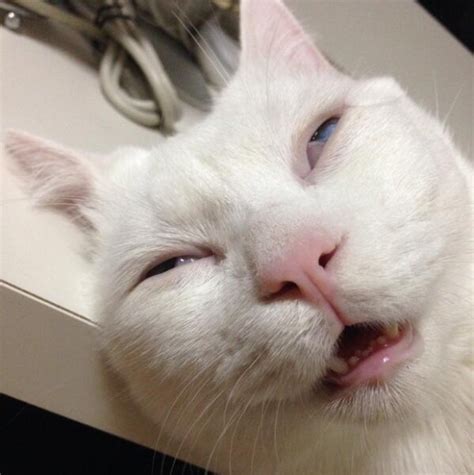 Cat is sleeping with eyes open : r/aww