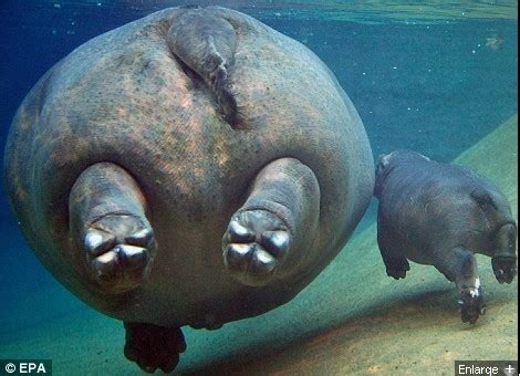 Mom and baby hippo - Hippos Photo (24490521) - Fanpop