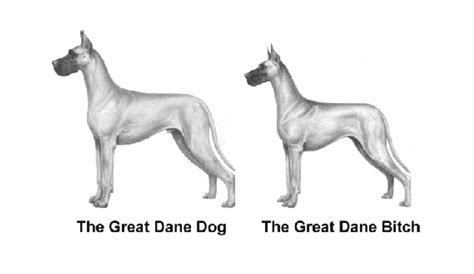 The Great Dane Breed Standard - Hello Danes