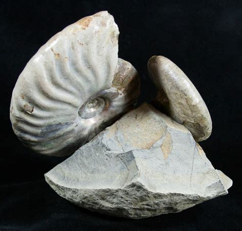 Two Species Ammonites Mounted In Great Display (#2051) For Sale ...