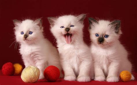 3 Cute Kittens HD desktop wallpaper : Widescreen : High Definition : Fullscreen