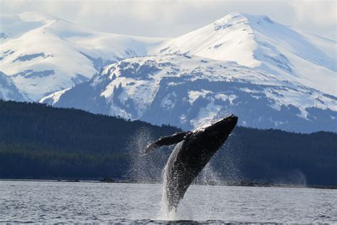 Breaching whale in Alaska #travel #travelideaz #traveltips #beautifulplacesintheworld http ...