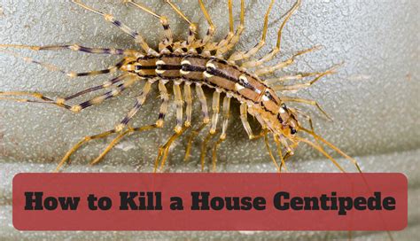 House Centipede Egg