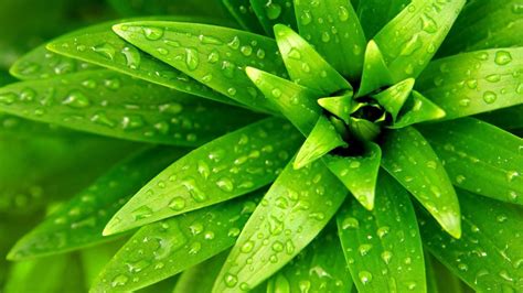 awesome pictures for plants | Green Nature Plants Flat Wallpaper | All About Soccer | Pinterest ...