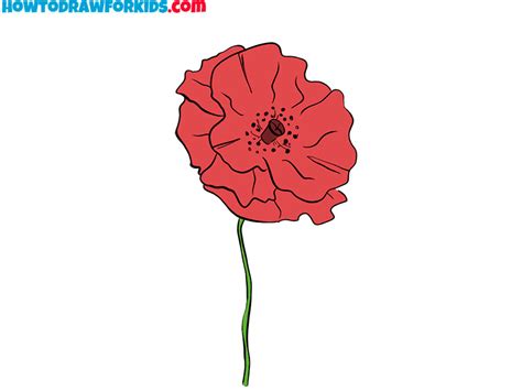 How to Draw a Poppy Flower - Easy Drawing Tutorial For Kids