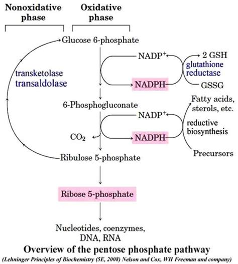 Glucose 6 Phosphate Pathway