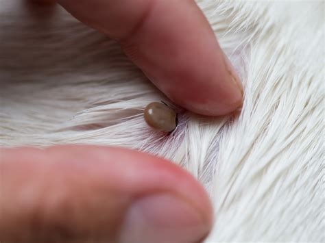 How to Safely Remove a Tick from a Dog - Dog Show TV