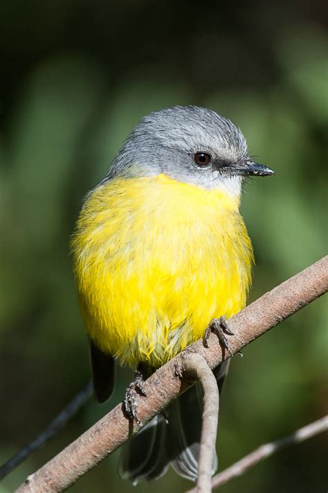 Photo of the week - 25 July 2014 - Eastern Yellow Robin - Nature Glenelg Trust