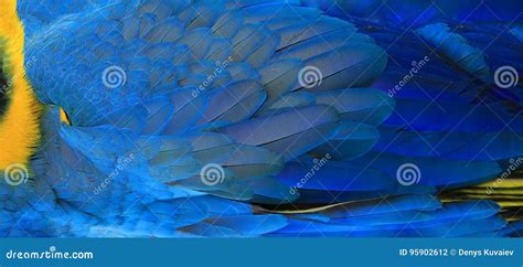 Parrot Feathers Yellow and Blue Stock Photo - Image of fowl, gorgeous: 95902612