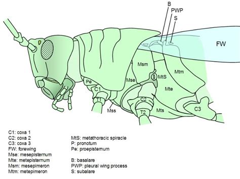 Insect Locomotion