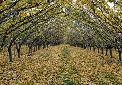 Asian Pear Trees Photograph by Sami Martin