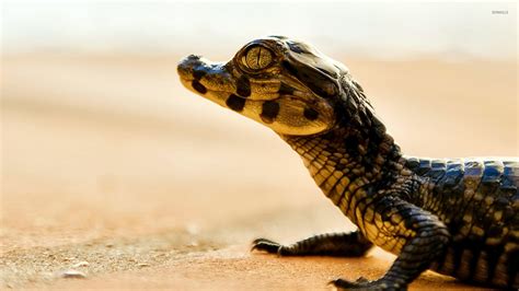 Baby Yacare caiman wallpaper - Animal wallpapers - #11767