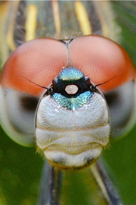 33 best Insect Heads images on Pinterest | Macro photography ...