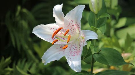 Easter lily care: How to look after Easter lilies | Homes & Gardens