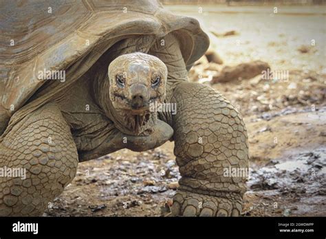 Giant turtle, Aldabrachelys gigantea, in tropical natural park sanctuary, South Africa. Aldabra ...