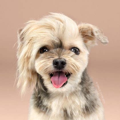 35 funny dog haircuts: These dogs are the real victims of laughter here!