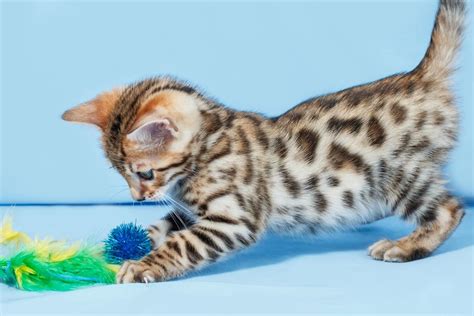 A List of Tabby Cat Breeds You'll Certainly Love - Cat Appy