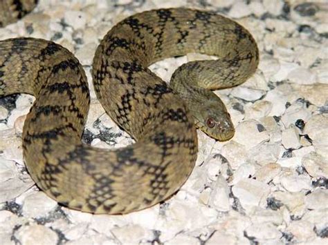 Diamondback Watersnake (Fort Worth Area Snakes) · BioDiversity4All