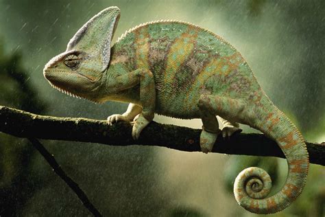 Chameleons: Types, Characteristics, and Photos