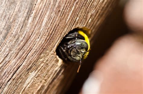 Importance of Plugging Up Carpenter Bee Holes after the treatment - Pestcontrolwhitby.ca