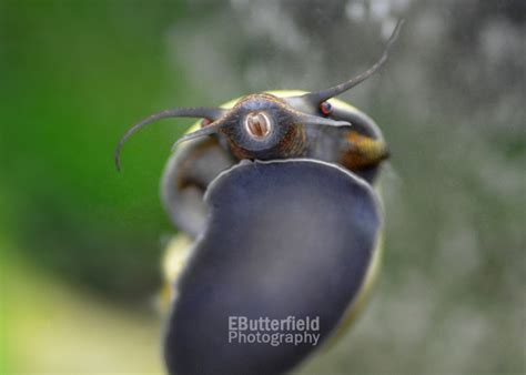 EButterfield Photography | Birds & Nature | Snail Mouth 38A