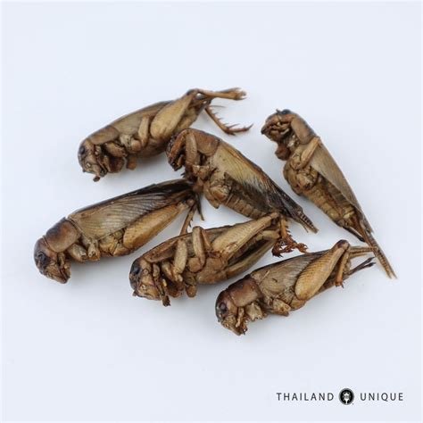 Edible Giant Crickets - Brachytrupes portentosus Sp